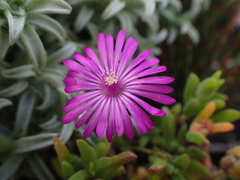 Drosanthemum intermedium