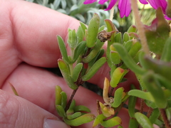 Drosanthemum intermedium