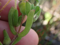 Drosanthemum intermedium
