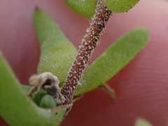 Drosanthemum intermedium