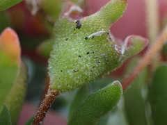 Drosanthemum intermedium
