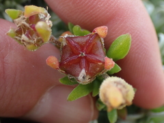 Drosanthemum intermedium