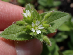 Cerastium capense
