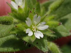 Cerastium capense