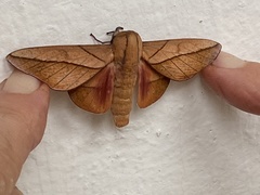 Oiticella convergens