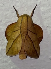 Oiticella convergens