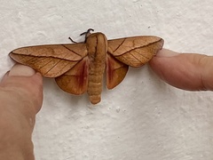 Oiticella convergens