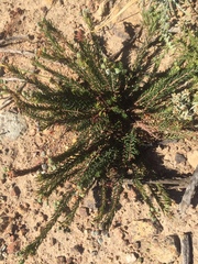 Euphorbia genistoides