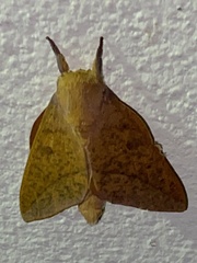 Adeloneivaia
