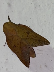 Adeloneivaia