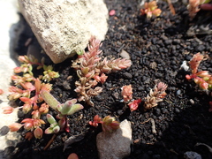 Crassula campestris