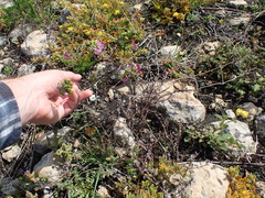 Drosanthemum intermedium