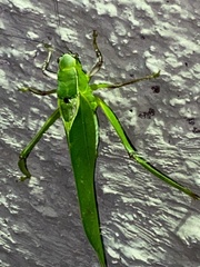 Frontinus