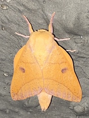 Adeloneivaia
