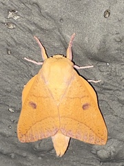 Adeloneivaia
