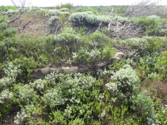 Aspalathus cliffortiifolia