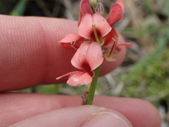 Indigofera sinusalgoae