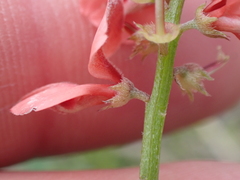 Indigofera sinusalgoae