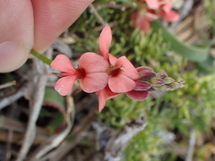 Indigofera sinusalgoae