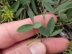 Indigofera sinusalgoae