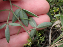 Indigofera sinusalgoae
