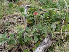 Indigofera tomentosa