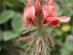 Indigofera tomentosa