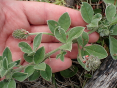 Indigofera tomentosa