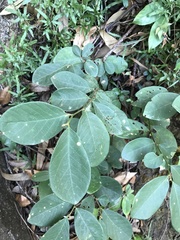 Bridelia tomentosa