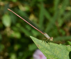Ceriagrion olivaceum