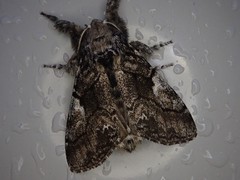 Calliteara conjuncta