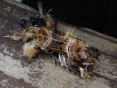 Callopistria repleta