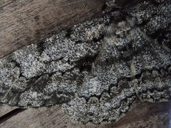 Hypomecis roboraria displicens