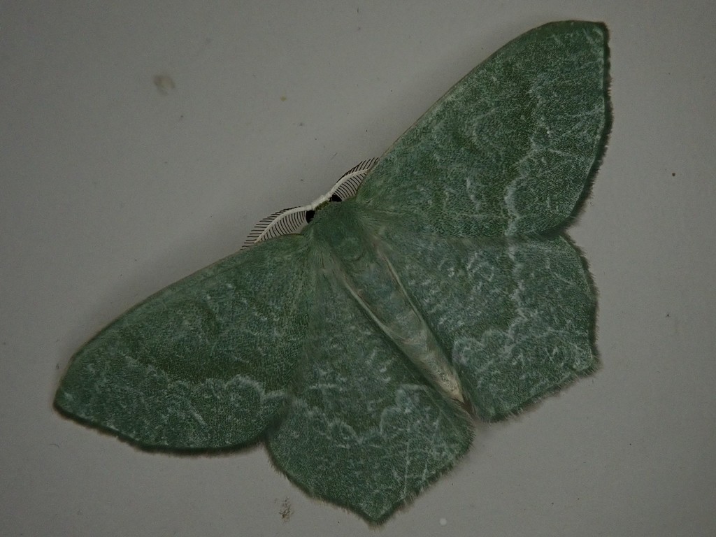 Jodis dentifascia