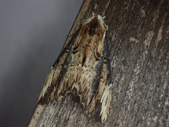 Hexafrenum leucodera