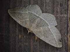 Rhynchobapta cervinaria