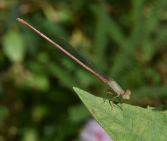Ceriagrion olivaceum