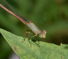 Ceriagrion olivaceum