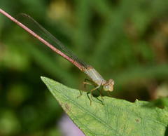 Ceriagrion olivaceum
