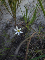 Romulea longipes