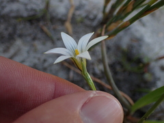 Romulea longipes
