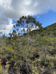 Dacrydium araucarioides