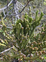 Dacrydium araucarioides