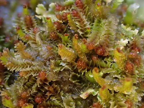 Tritomaria exsecta