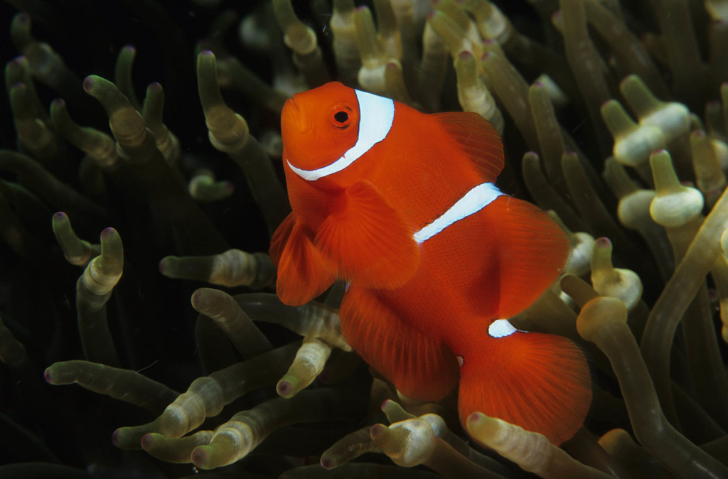 Poisson-clown maroon (Amphiprion biaculeatus)