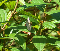 Arhopala camdeo