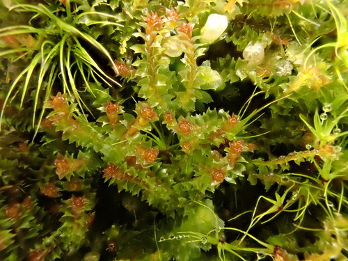 Droplet Notchwort (Lophozia guttulata)