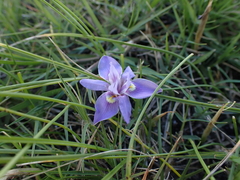 Moraea australis