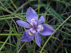 Moraea australis