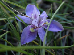 Moraea australis